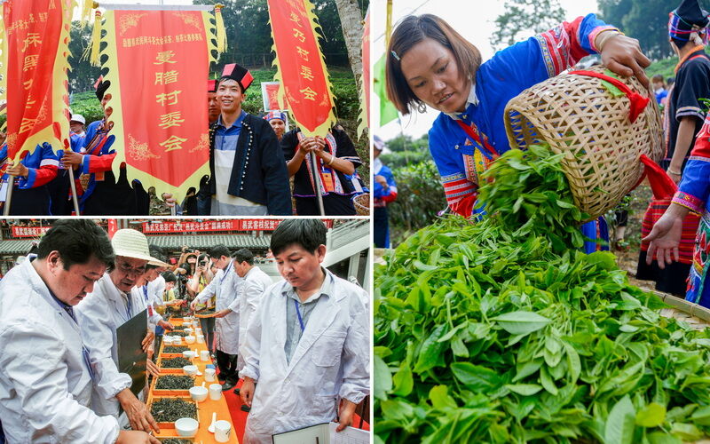 易武斗茶  张有林 摄